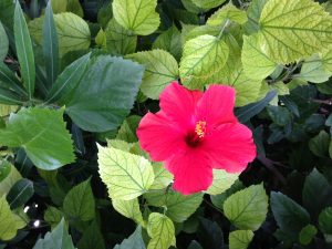Hibiskus