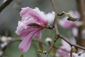 Fruehlingsbluete